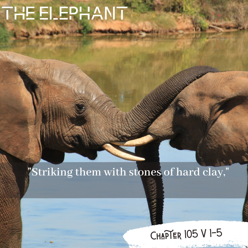 Qur’an Stories: The Elephant – 3 S I X T Y I S L A M